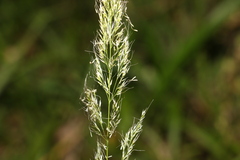 Dichelachne micrantha