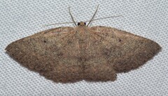 Casbia melanops