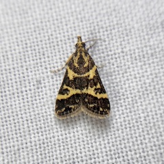 Scoparia spelaea