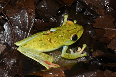 Boana rufitela