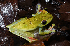 Boana rufitela