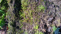 Pseudanomodon attenuatus