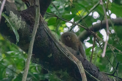 Cebuella pygmaea
