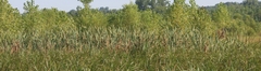 Typha latifolia