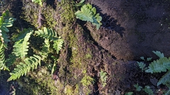 Pseudanomodon attenuatus