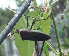 Phthiacnemia picta
