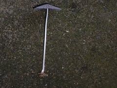 Coprinellus hiascens