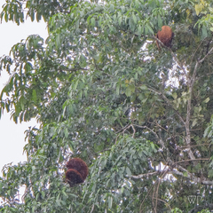 Alouatta seniculus