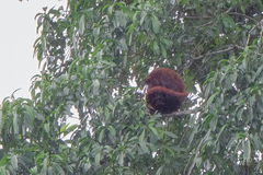 Alouatta seniculus
