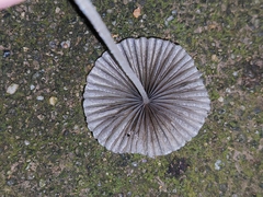 Coprinellus hiascens