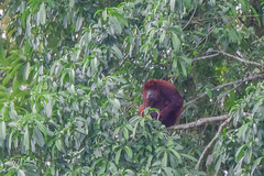 Alouatta seniculus