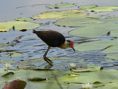 Irediparra gallinacea