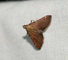 Persicoptera aglaopa