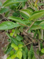 Diocalandra frumenti