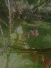 Averrhoa carambola