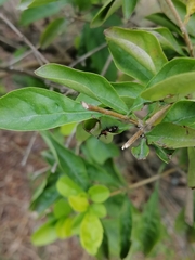 Diocalandra frumenti