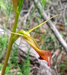 Cryptostylis ovata