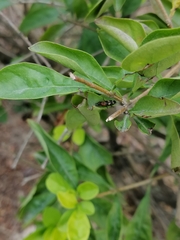 Diocalandra frumenti