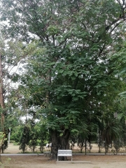 Peltophorum