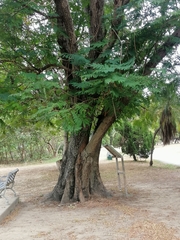Peltophorum