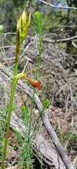 Cryptostylis ovata
