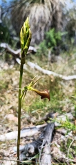 Cryptostylis ovata
