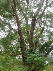 Peltophorum