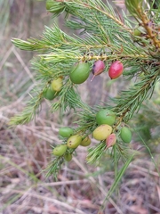 Persoonia acerosa