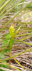 Cryptostylis ovata