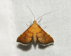 Myriostephes matura