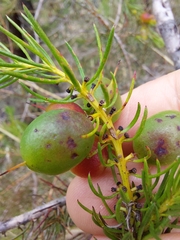 Persoonia acerosa