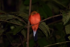 Harpactes diardii diardii