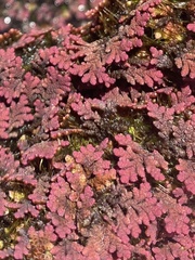 Azolla pinnata