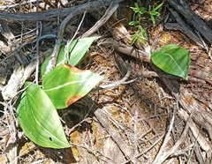 Cryptostylis ovata