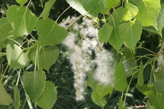 Populus deltoides monilifera