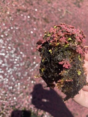 Azolla pinnata
