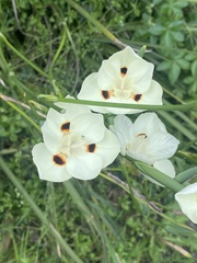Dietes bicolor
