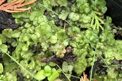 Marchantia polymorpha montivagans