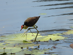 Irediparra gallinacea
