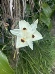 Dietes bicolor