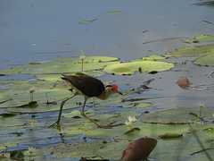 Irediparra gallinacea