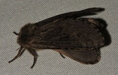 Oncopera rufobrunnea