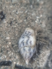 Pictocolumbella ocellata