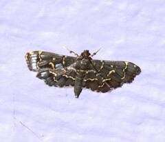 Eurrhyparodes splendens