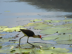 Irediparra gallinacea