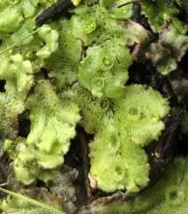 Marchantia polymorpha montivagans