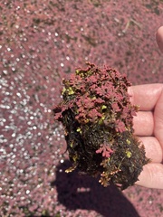 Azolla pinnata