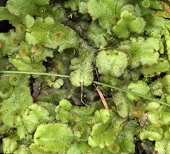Marchantia polymorpha montivagans