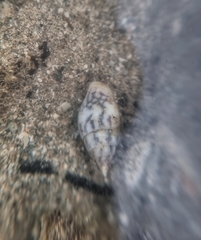 Pictocolumbella ocellata