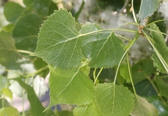 Populus deltoides monilifera
